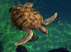 Sea Turtle